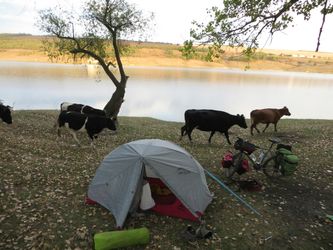 Clin d’œil à mes amis russes, dont la tente avait été piétinée par des vaches lors de notre camp de survie dans le nord-Caucase…
