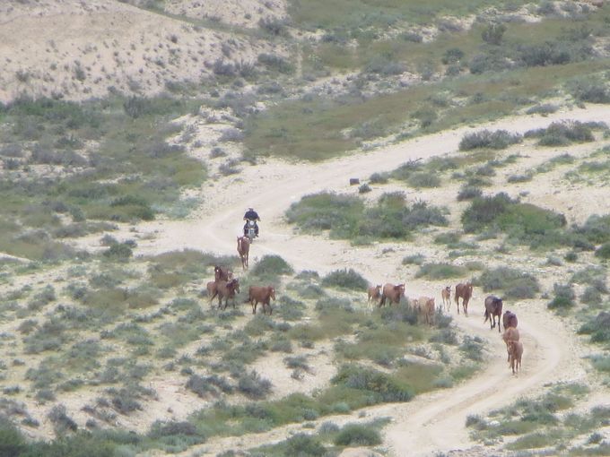 Ma plus belle route! Un paysan déplace ses chevaux vers un plateau surélevé avant l’orage.