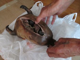 Préparation d'une marmotte avec des pierres à l'intérieur de la peau pour la cuire.